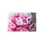 " Peony Blush " by 5by5collective-2676289-2676317-2676315