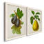Antique Fruit VI - ensemble de 2 reproductions d'art sur toile-1486539649-1486539654
