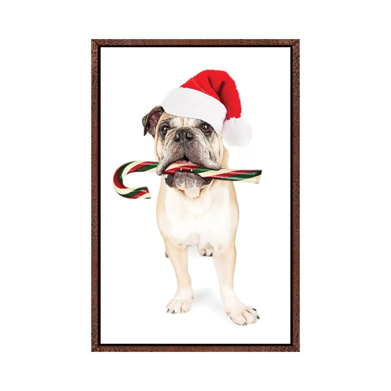 Christmas Bulldog Eating Candy Cane by Susan Richey - Gallery-Wrapped Canvas Giclée on Canvas, 66.04 cm H x 45.72 cm W