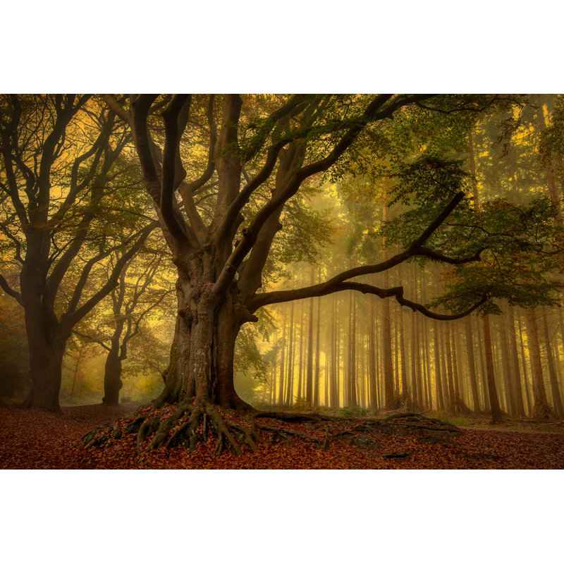 Wrapped Canvas Print, 50.8 cm H x 76.2 cm W