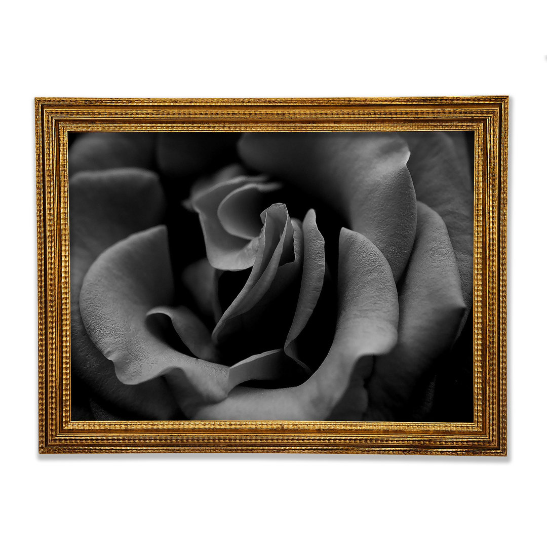 Rose B N W Gerahmter Druck