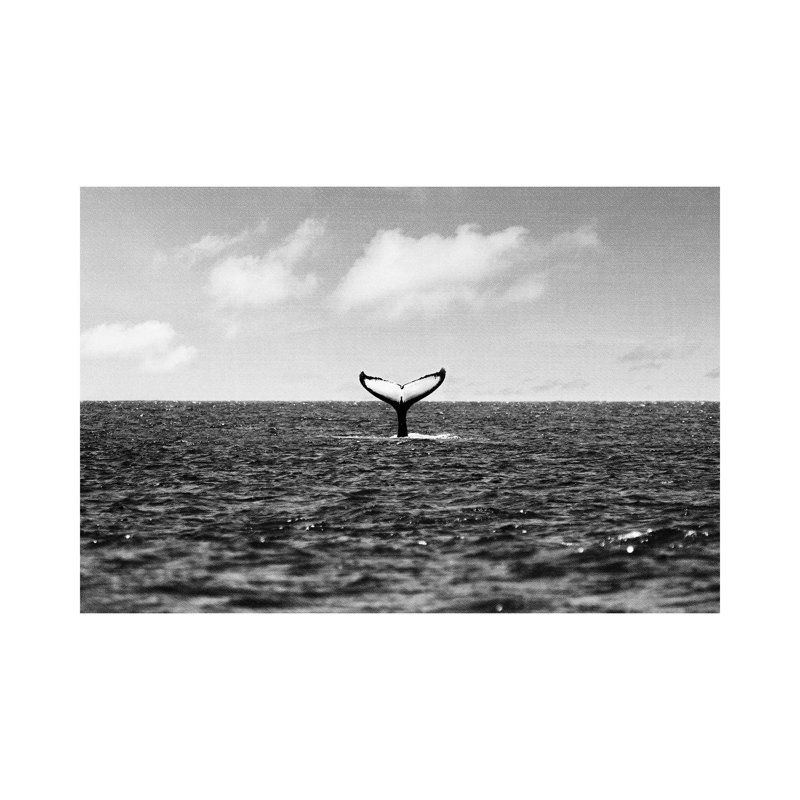 Whale Tail by Gal Design - Wrapped Canvas Print, 101.6 cm H x 66.04 cm W x 1.91 cm D