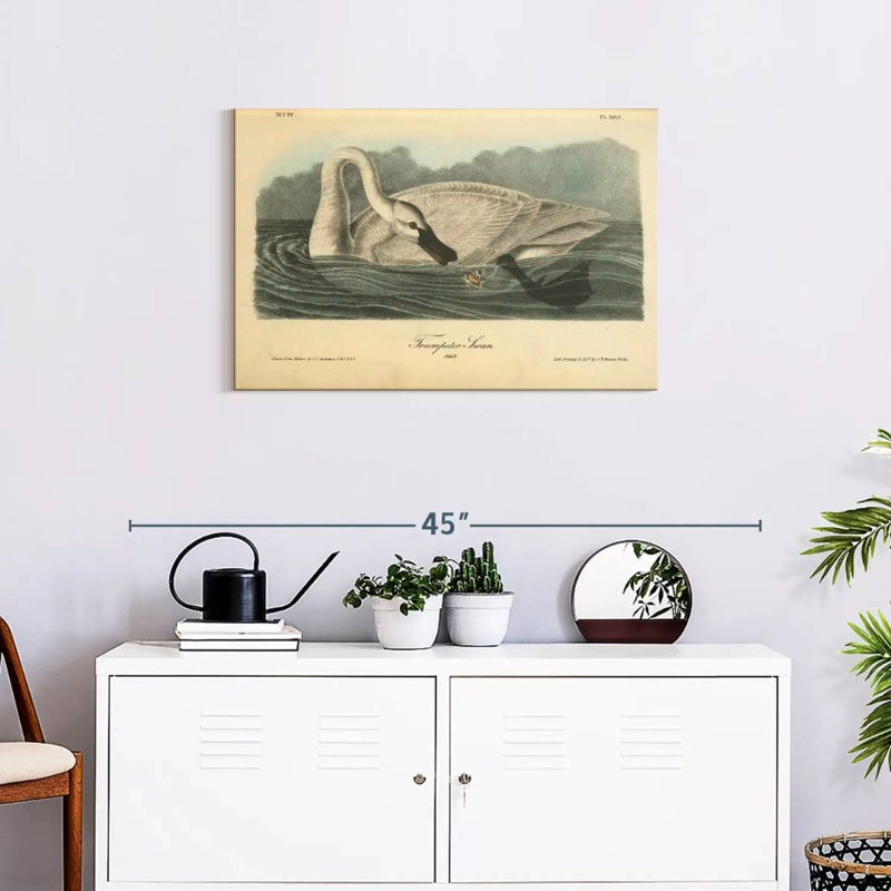 Brampt Trumpeter Swan, 16" H x 24" W