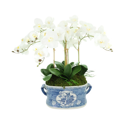 Orchid Arrangement in Decorative Ceramic Planter