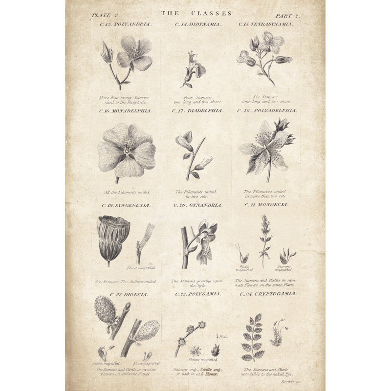 " Conversations On Botany 10 " Painting Print, 12" H x 8" W