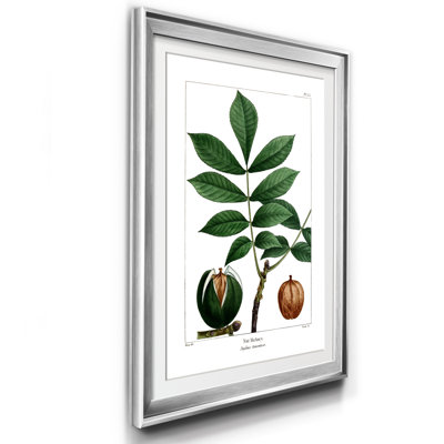 Nut Hickory - Reproduction d'art graphique sur papier encadré