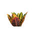 Live Petra Croton Plant in Classic Pot-49662114