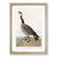 Hutchins Barnacle Goose by John Audubon - Framed Print-55578926-55578927