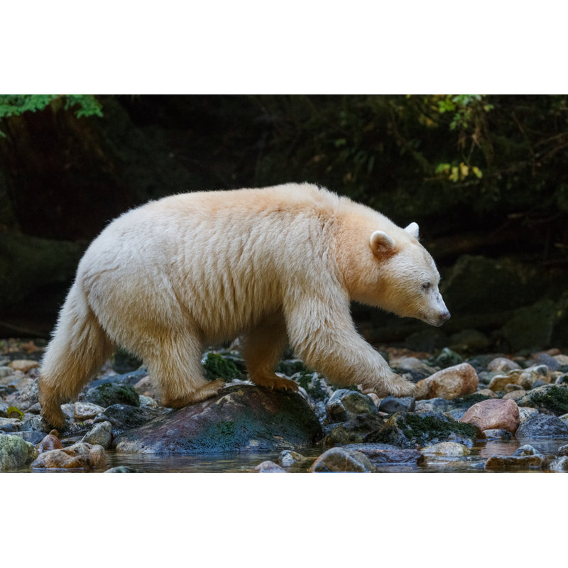 Kermode Bear by Kencanning - Wrapped Canvas Print, 81cm H x 122cm W