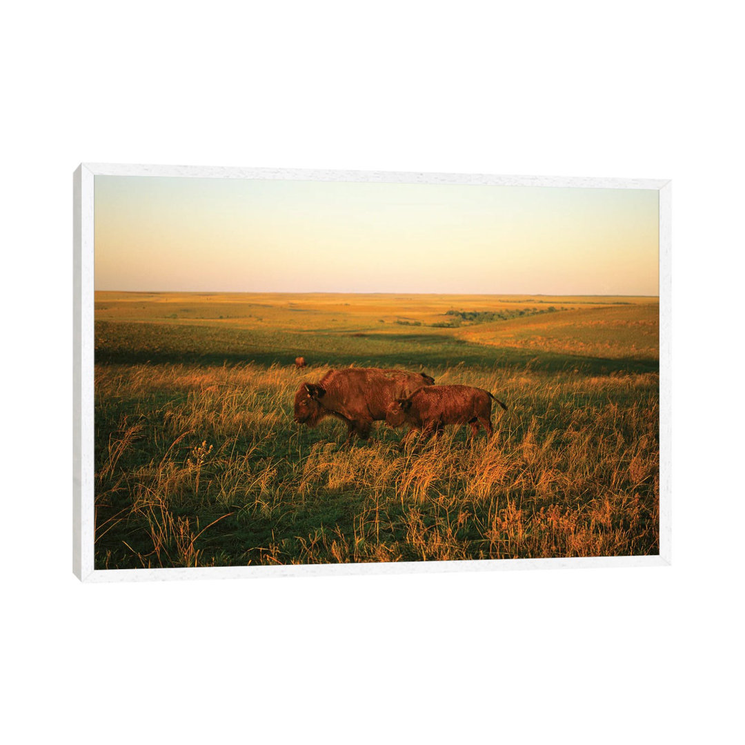 Bison Mother & Calf Graze At The Tallgrass Prairie Preserve Near Pawhuska, Oklahoma I von Joel Sartore - Gallery-Wrapped...