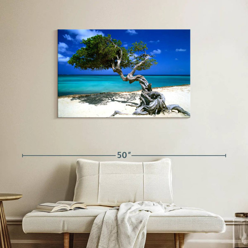 Divi Divi arbre Aruba Petites Antilles, H 26 po x l 39 po