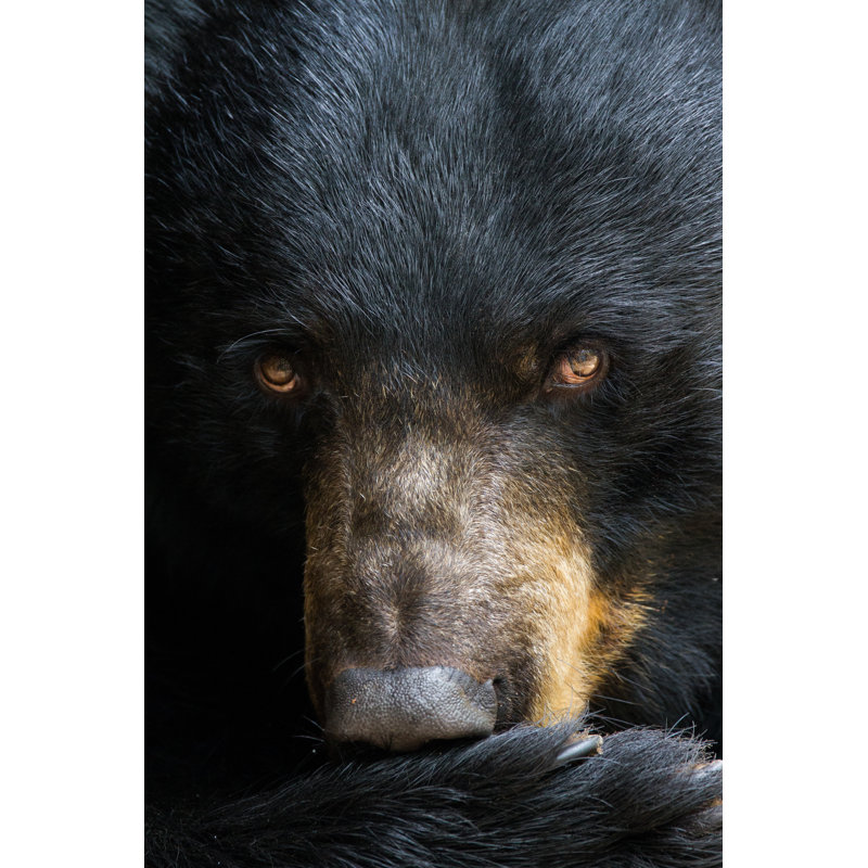 Ours noir par Mattcuda - Photographie sur toile tendue, L 20 po x H 30 po
