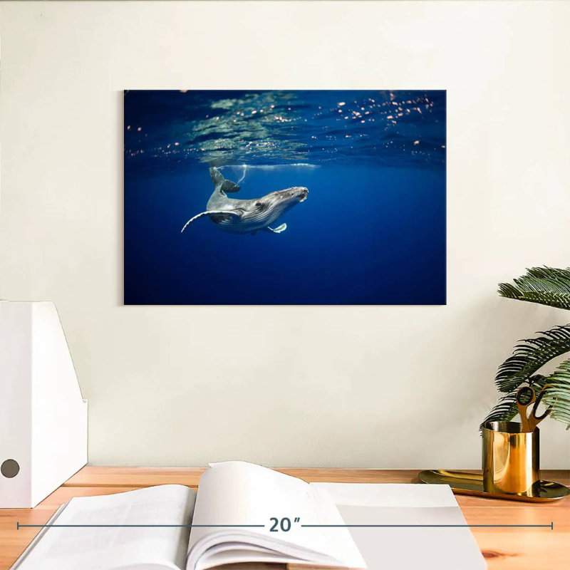 Brampt Humpback Whale In The Sea