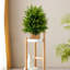 55cm Faux Pine Plant in Pot