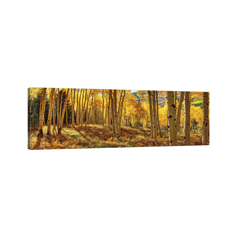 Autumn Aspen Colorado Forest Panorama - Panoramic Print on Canvas, 121.92 cm H x 40.64 cm W, No Framed
