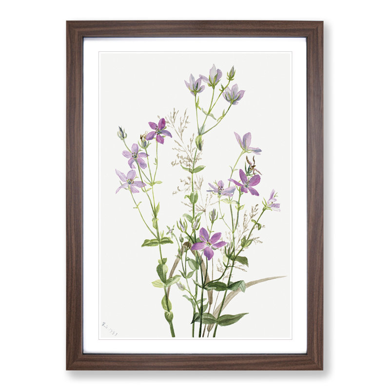 Gentianacease by Mary Vaux Walcott - Framed Print, 48cm H x 36cm W x 2cm D, Walnut Framed