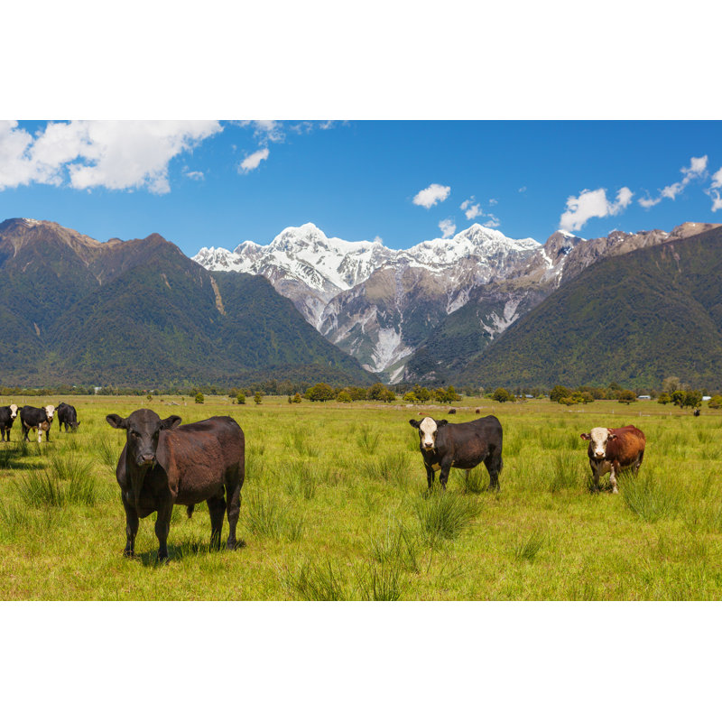 Grazing Cows by Tsvibrav - Wrapped Canvas Print, 81cm H x 122cm W x 3.8cm D