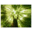 Sunlight Peeking Through Green Tree - impression d'art graphique-712535470-712535464