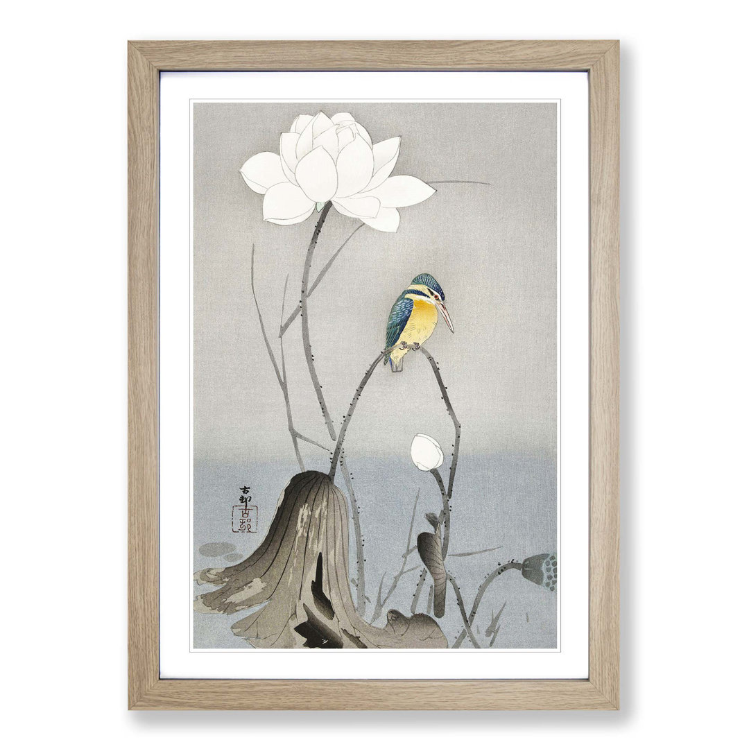 Kingfisher with Lotus Flower by Ohara Koson - Framed Print