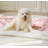 Dog Blankets-99191148