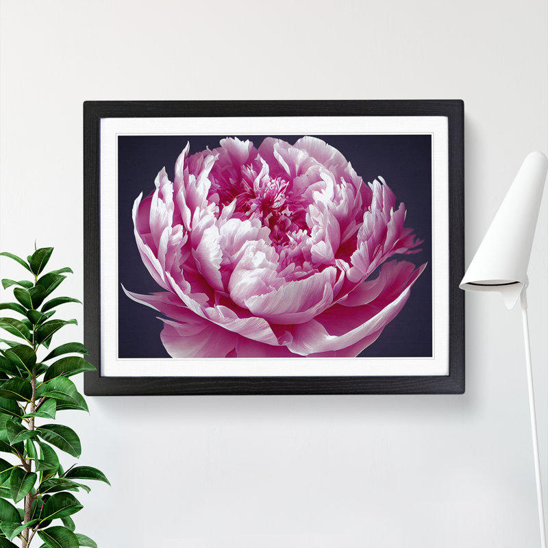 Astonishing Peony Flower - Single Picture Frame Print, Black, 46cm H x 64cm W
