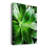 " Green Tropical Succulent V "-1337623049