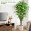 180cm Plant