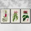 Jolies roses botaniques VII, ensemble de 3 toiles encadrées-97706802-97706803