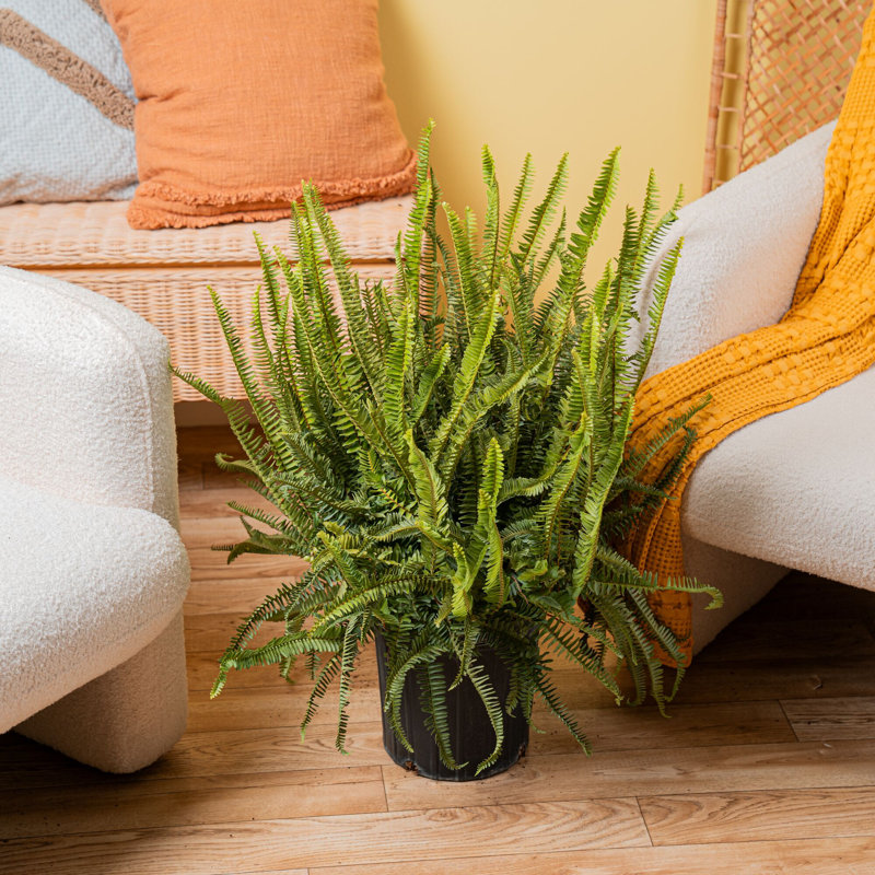Kimberly Queen Fern in Nursery Pot