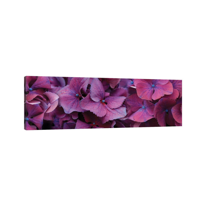 Close-Up Of Hydrangea Flowers I - Wrapped Canvas Panoramic Print, 121.92 cm H x 40.64 cm W x 1.91 cm D