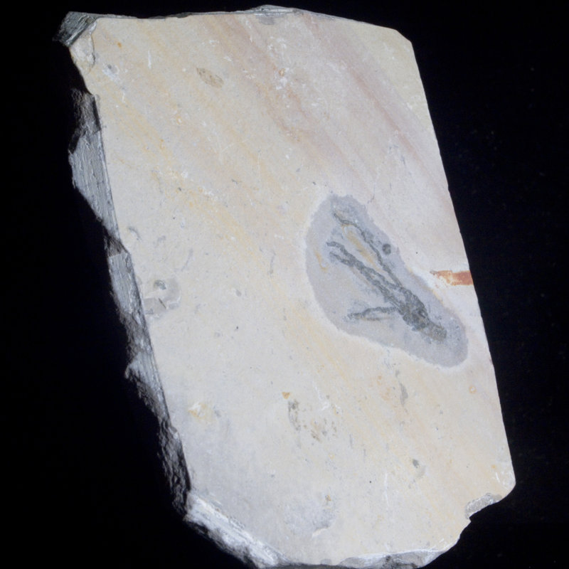 Dyquan Crystal