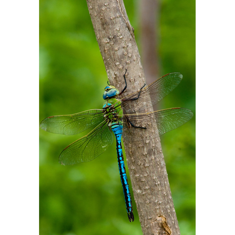 Orland Emperor Dragonfly - Wrapped Canvas Print, 122cm H x 81cm W x 3.8cm D