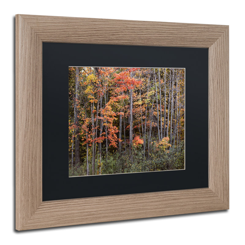 Jason Shaffer " Autumn Tree Line " by Jason Shaffer, 16" H x 20" W x 0.5" D, Black, Oak