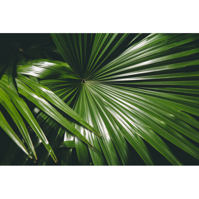Plante feuille verte par Marco_Piunti, H 8 po x l 12 po
