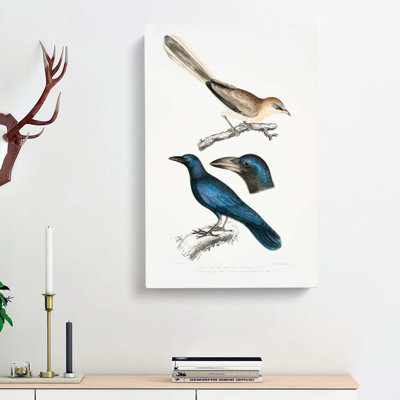 Jay & Crow Illustrations by John Edward Gray - Wrapped Canvas