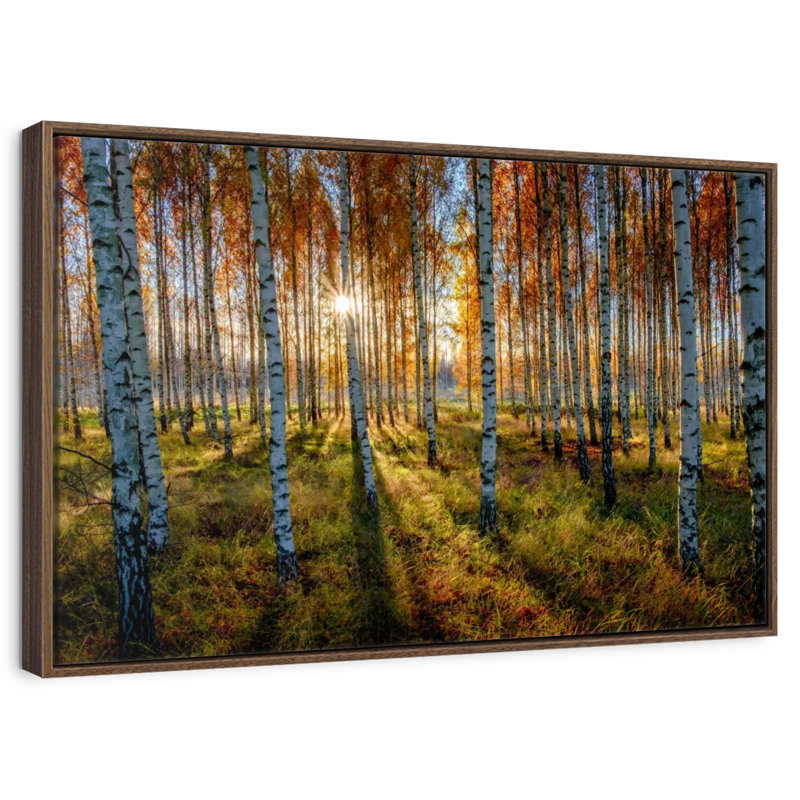 Forêt de bouleaux suédois, Cadre flottant noyer, 40 po x 27 po