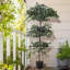 185cm Plant