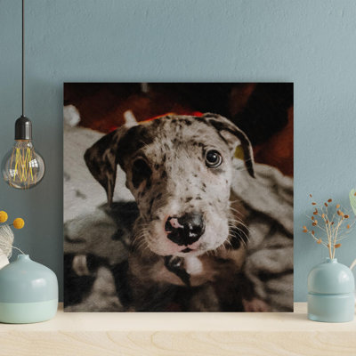 " Harlequin Great Dane Puppy " Painting Print