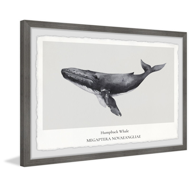 Megaptera Novaeangliae - Single Picture Frame Print, 61cm H x 91cm W x 3.81cm D