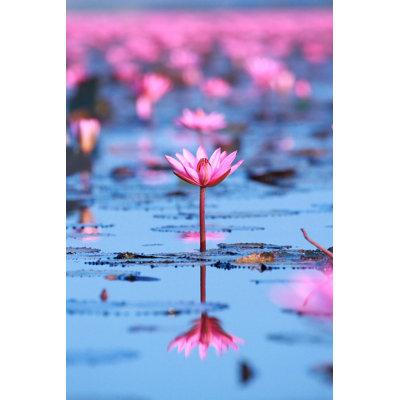 Water Lily by ImpaKPro - Wrapped Canvas Print