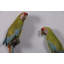 Statue taille réelle Macaw Buffon Lover Parrots