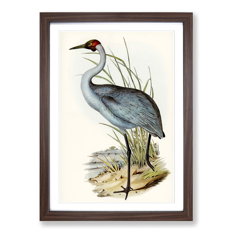 Australian Crane by Elizabeth Gould - Single Picture Frame Painting, 45cm H x 33cm W x 2cm D, Walnut Framed