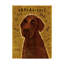 «Chocolate Labradoodle» par Kaior, impression sur toile tendue-27492687
