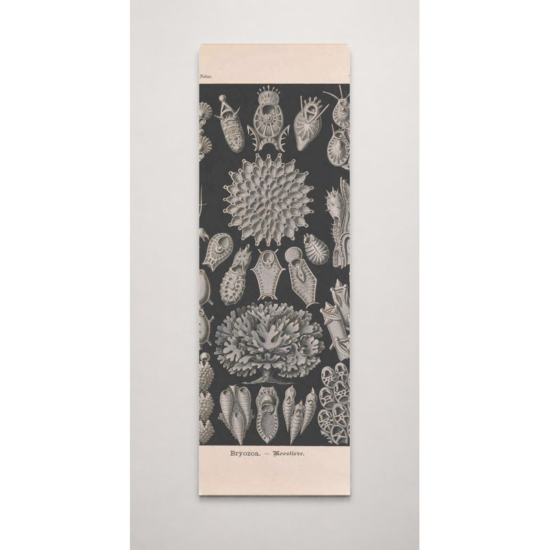 Art mural, Tafel 33 - Bryozoa (1904)