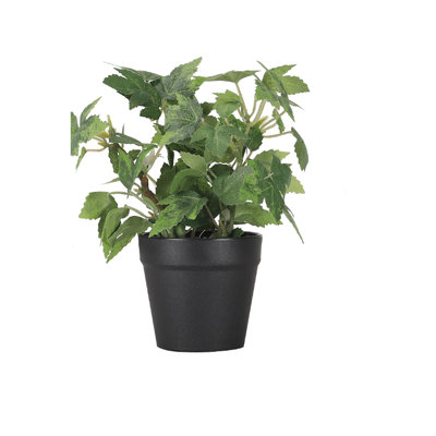 Plante verte en forme de palmier