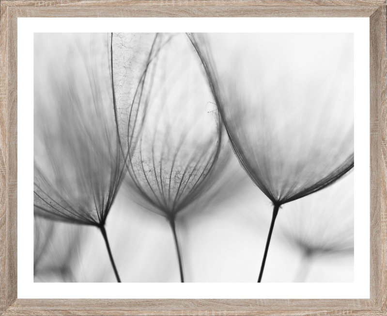 Dandelions Scandi - Single Picture Frame Print, Bevelled Wood Effect, 136.652 cm H x 111.252 cm W
