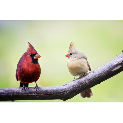 " Cardinal Birds " by Stidwell