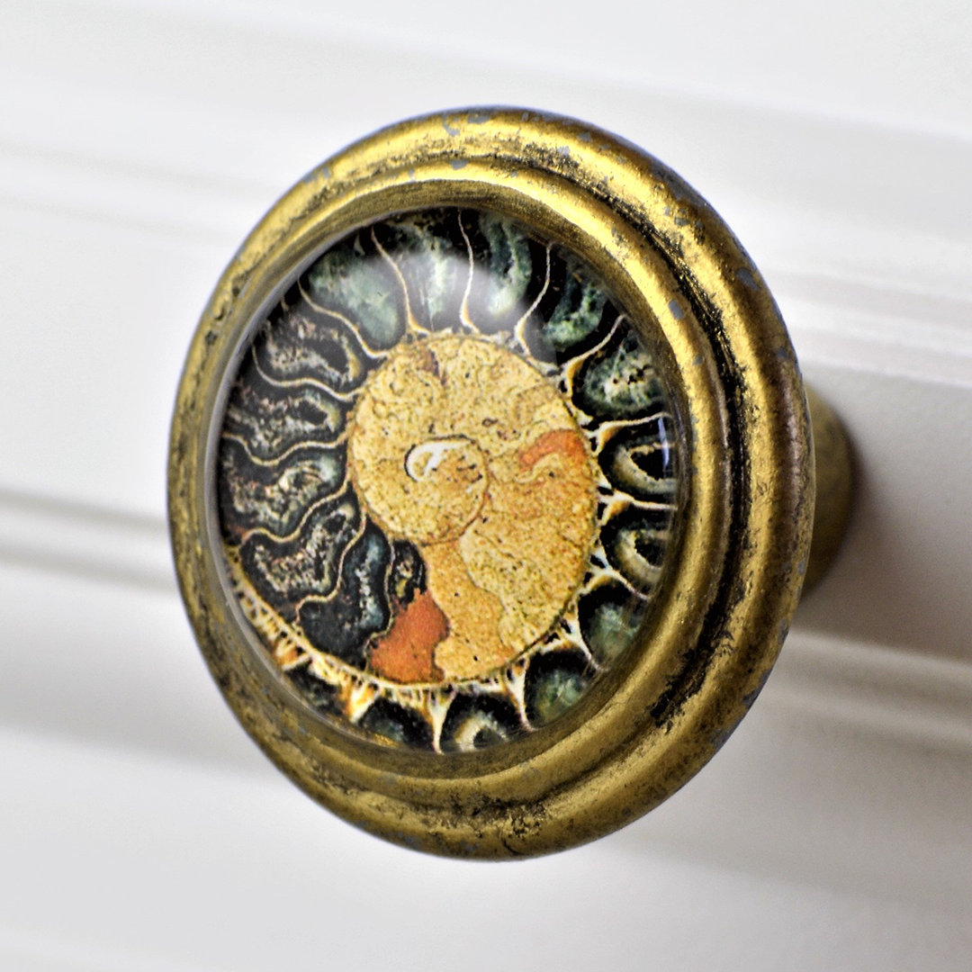 Signature Nautilus Shell Art in Brass Knob (SET OF 4)  (Set of 4) Charleston Knob Company