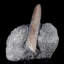 Volennité fossile belemnite sur cristal matriciel Marl