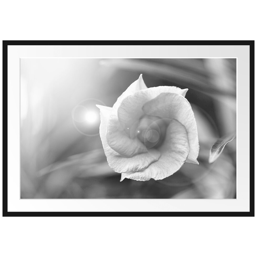 Gerahmtes Poster Blume im Sonnenlicht